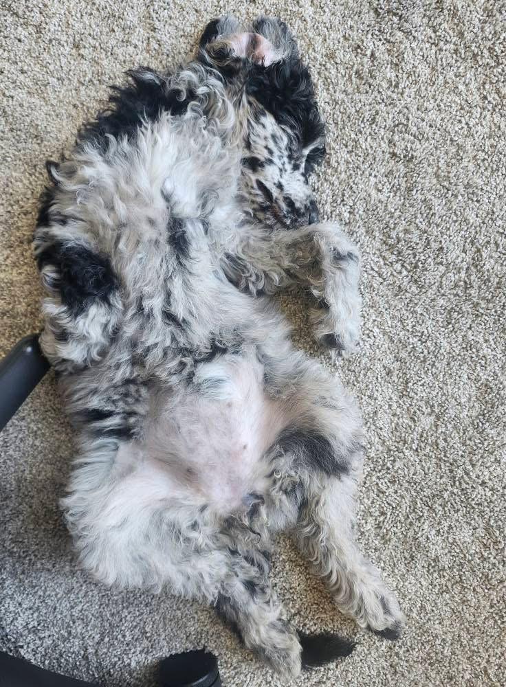 Enlarge Maisie, a Adopted Standard Poodle in Lethbridge, AB image 3/3