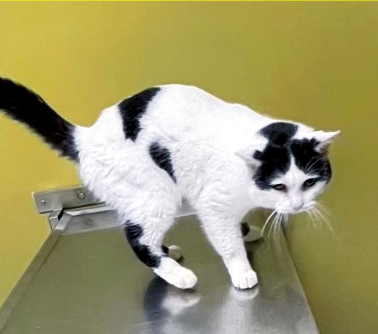 Russell, ADOPTABLE, Adult Male Domestic Short Hair.