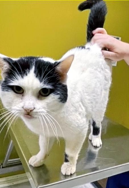 Enlarge Russell, a ADOPTABLE Domestic Short Hair in Columbia, KY image 3/4