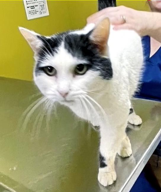 Enlarge Russell, a ADOPTABLE Domestic Short Hair in Columbia, KY image 2/4