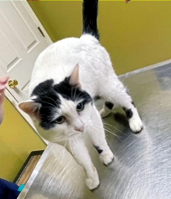 Enlarge Russell, a ADOPTABLE Domestic Short Hair in Columbia, KY image 4/4