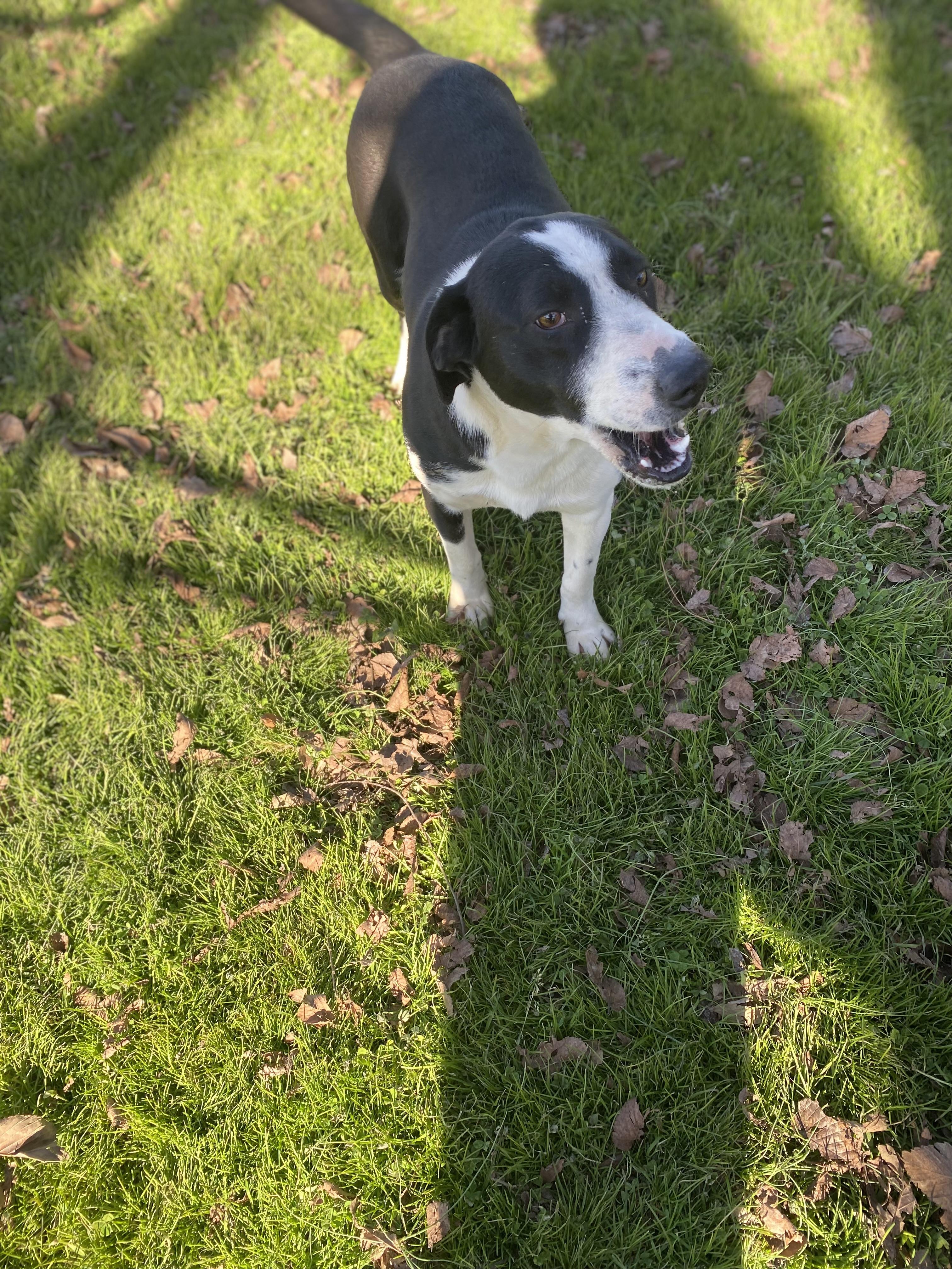 Ruthie, ADOPTABLE, Young Female Pit Bull Terrier.