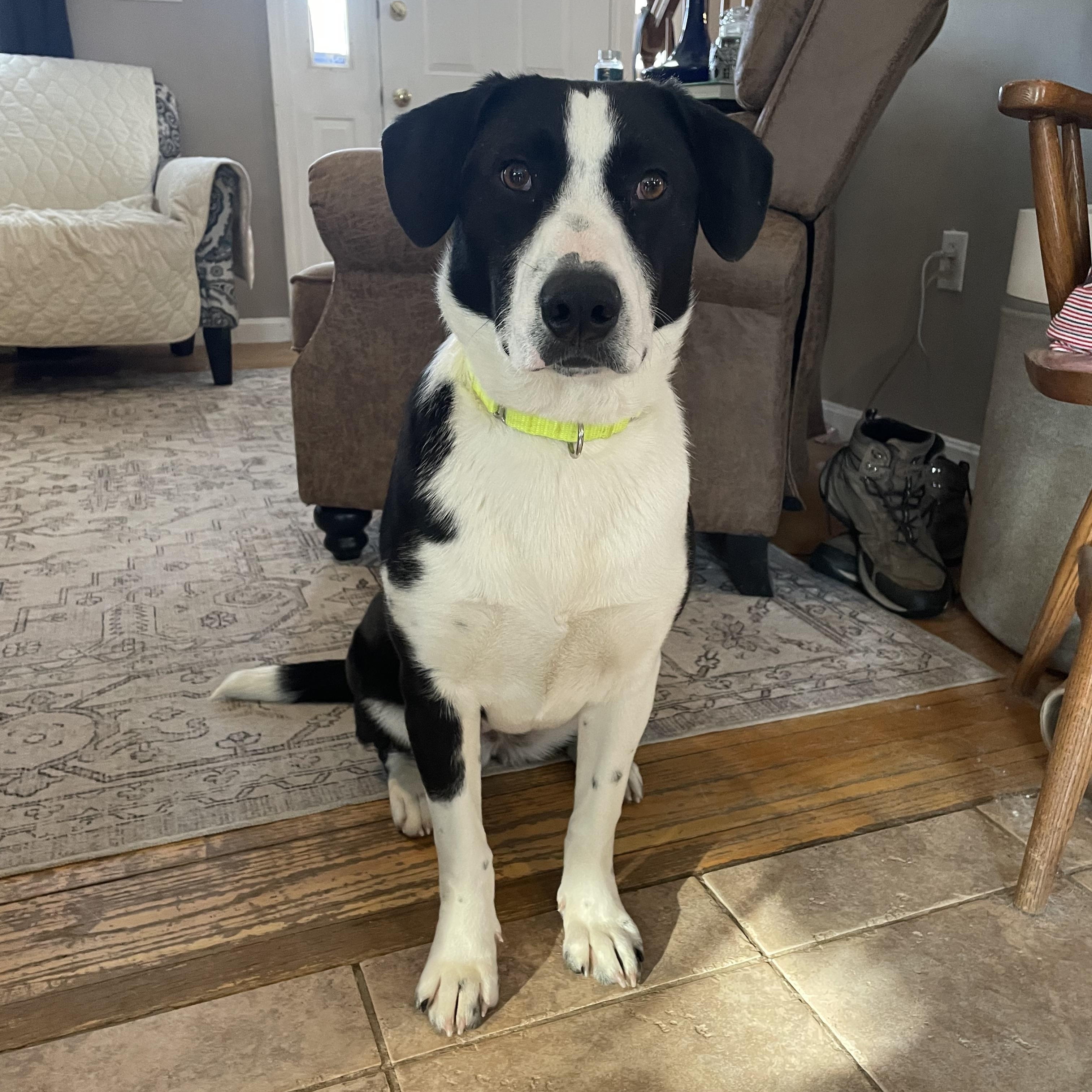 Ruthie, a ADOPTABLE mixed breed in Pembroke, MA image 1/5