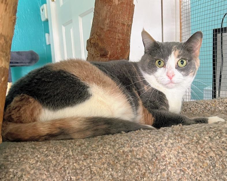 Shasta — thumbnail 2