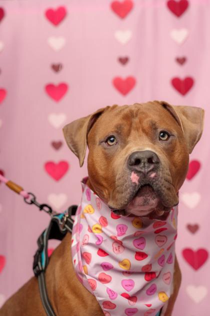 Crush, Adoptable, Adult Male Mastiff & American Bulldog.