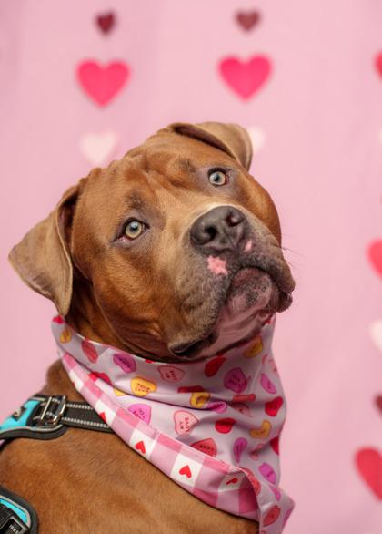 Enlarge Crush, a Adoptable mixed breed in Seattle, WA image 2/3