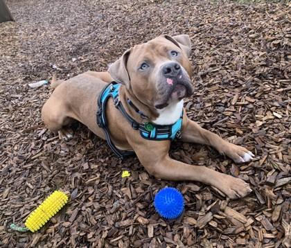 Enlarge Crush, a Adoptable mixed breed in Seattle, WA image 3/3