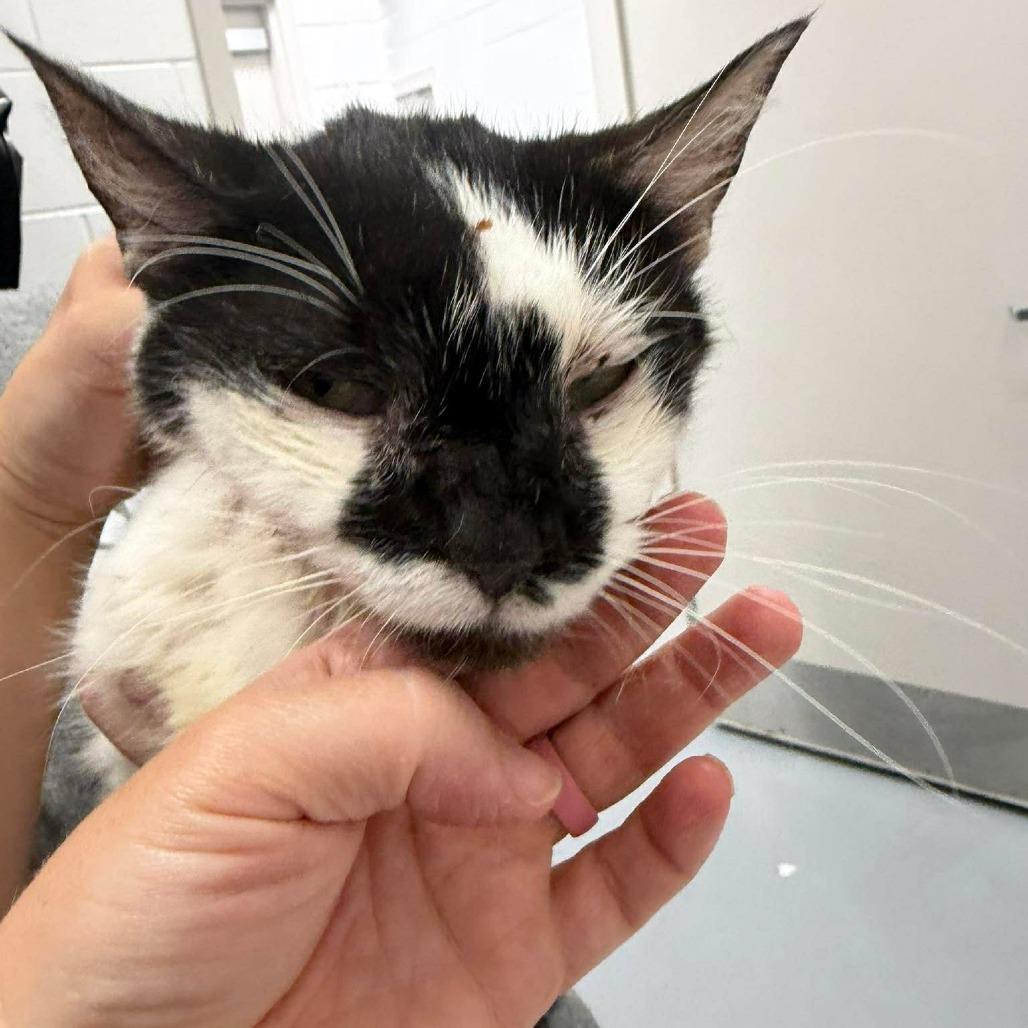 Sylvester, Adoptable, Adult Male Domestic Short Hair.