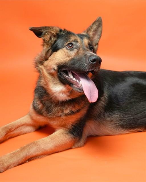 Enlarge VIENNA, a Adoptable German Shepherd Dog in Ontario, CA image 1/1