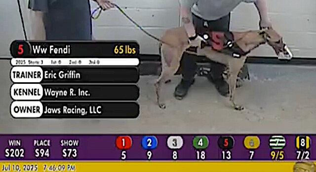 Enlarge Ww Fendi, a ADOPTABLE Greyhound in Allentown, PA image 1/1