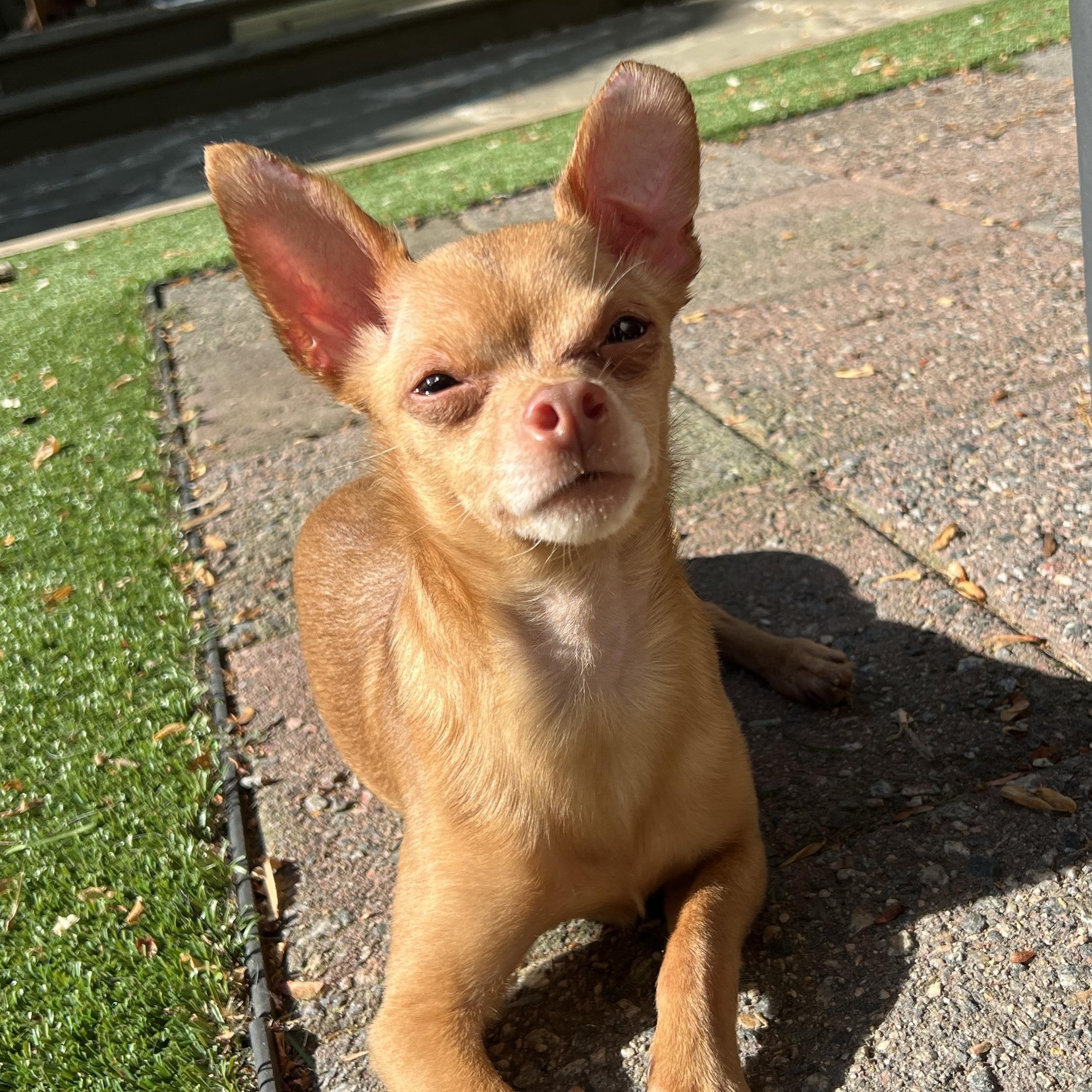Enlarge Paco, a ADOPTABLE Chihuahua in High Point, NC image 2/6