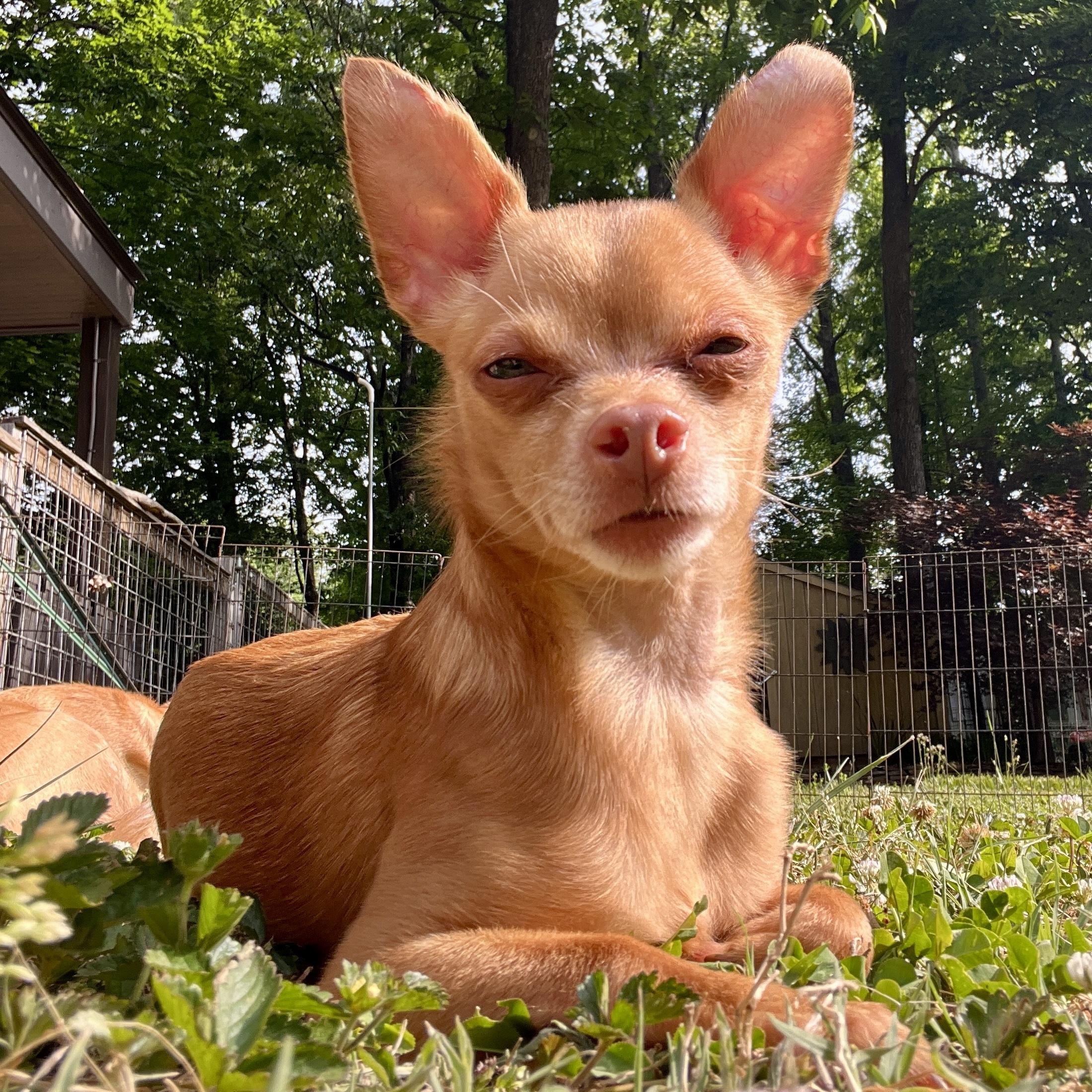 Enlarge Paco, a ADOPTABLE Chihuahua in High Point, NC image 5/6