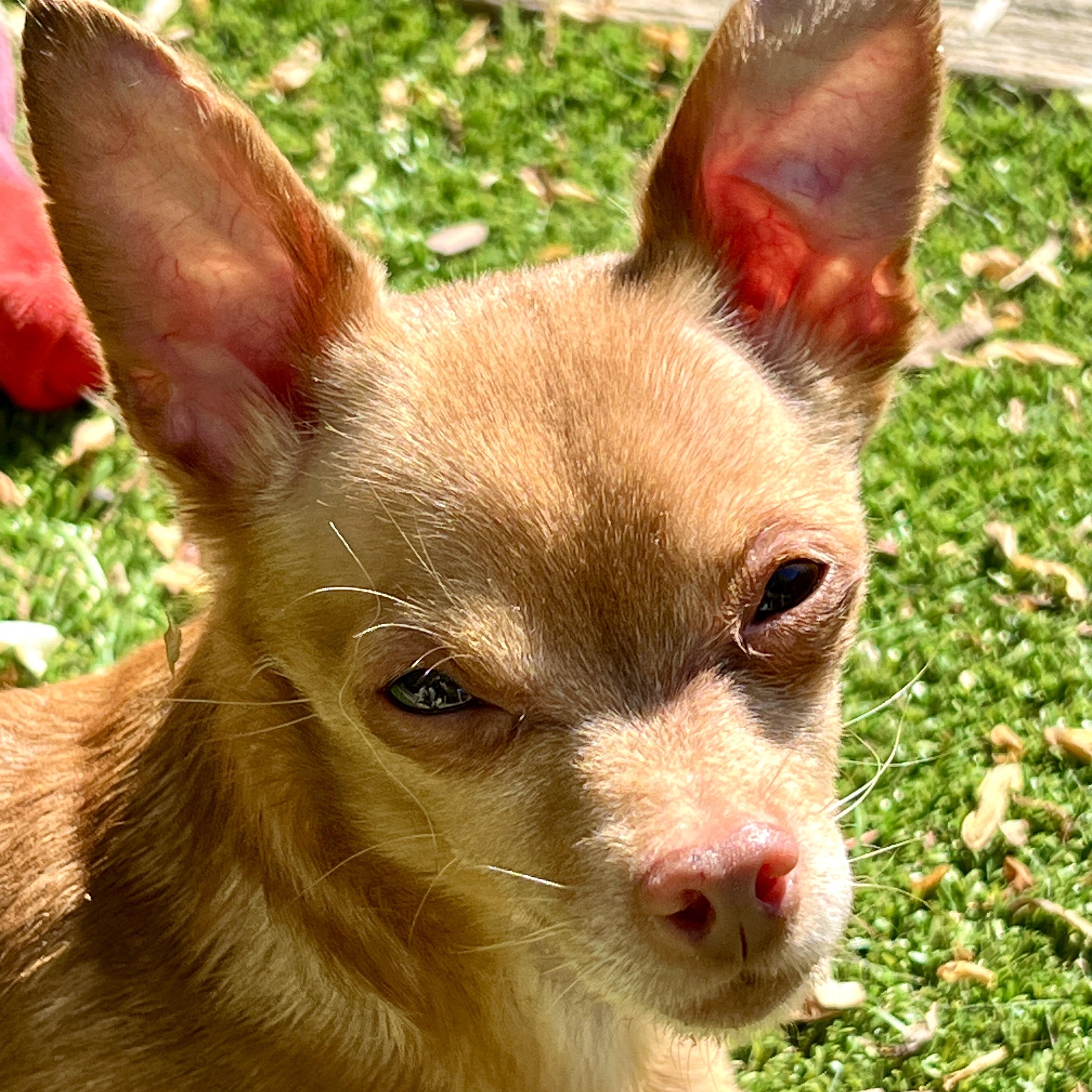 Enlarge Paco, a ADOPTABLE Chihuahua in High Point, NC image 4/6