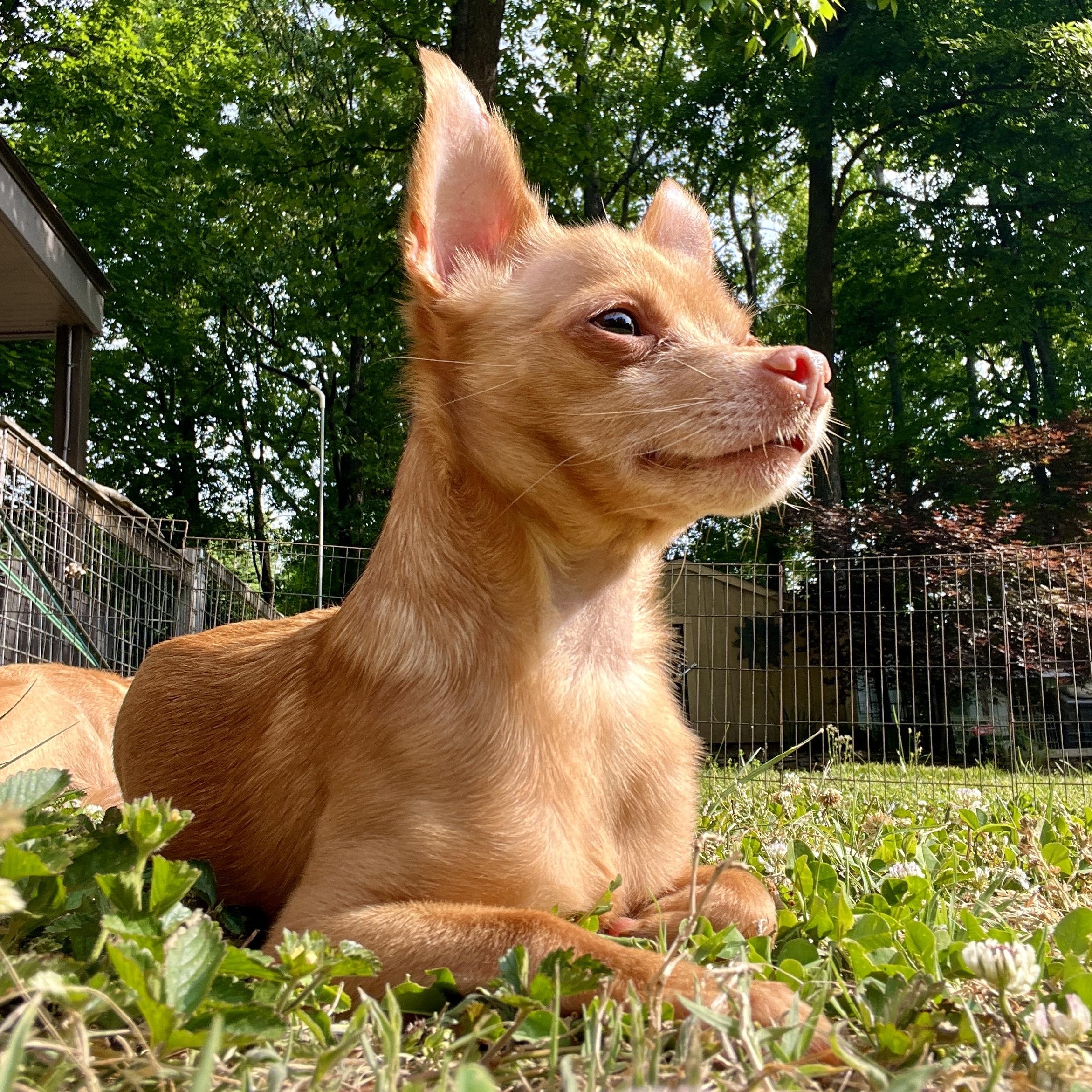 Paco, ADOPTABLE, Adult Male Chihuahua.