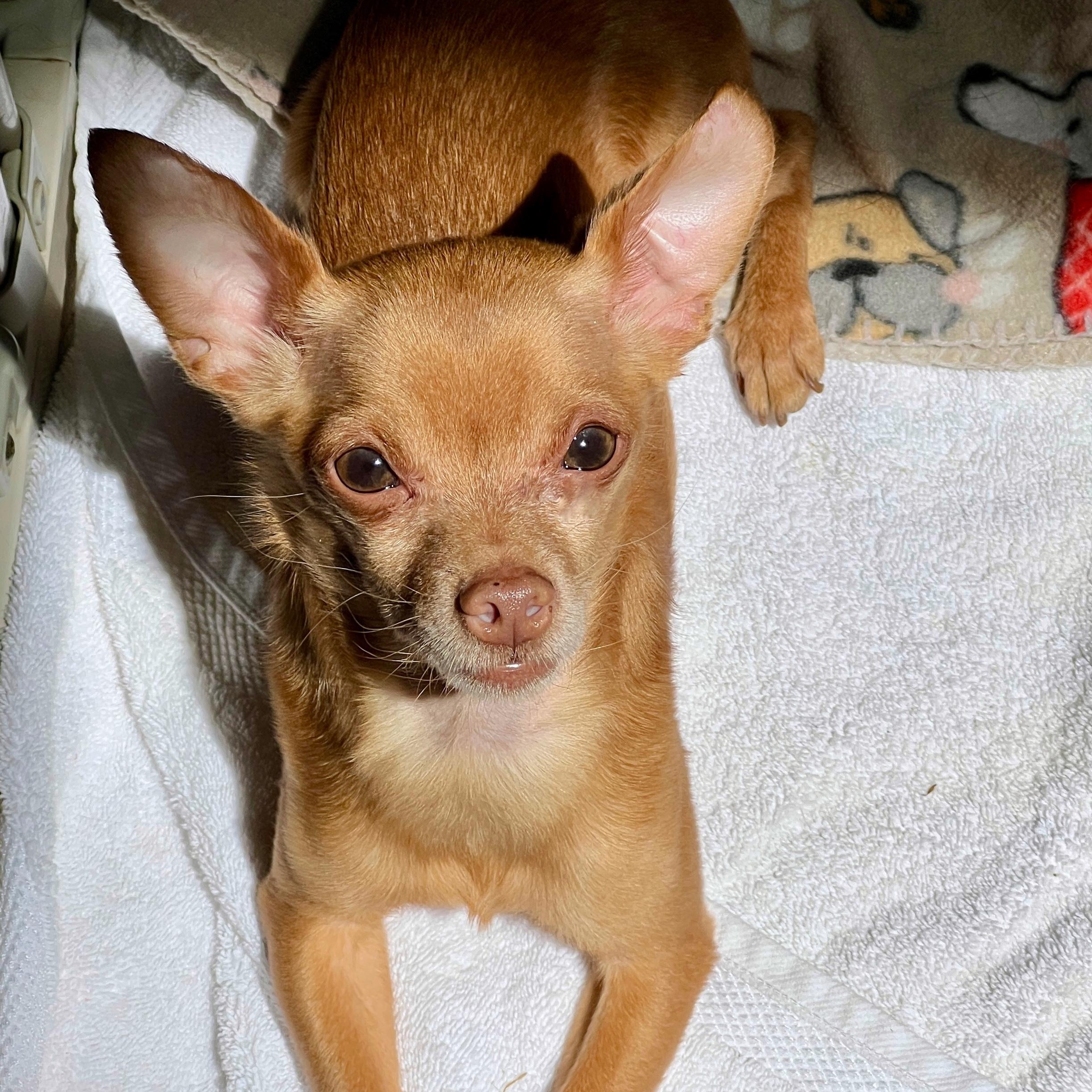Enlarge Paco, a ADOPTABLE Chihuahua in High Point, NC image 3/6