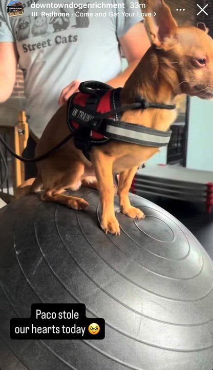 Enlarge Paco, a ADOPTABLE Chihuahua in High Point, NC video 6/6