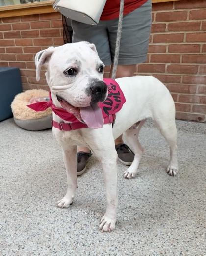 Trapper, Adoptable, Adult Male Boxer & Mixed Breed.