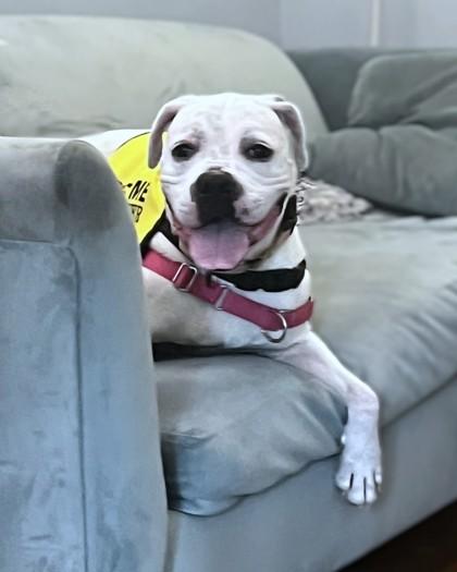 Enlarge Trapper, a Adoptable mixed breed in Washington, DC image 2/3