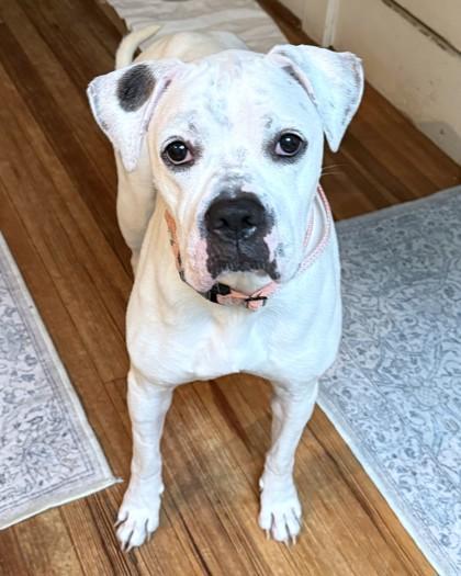Enlarge Trapper, a Adoptable mixed breed in Washington, DC image 3/3