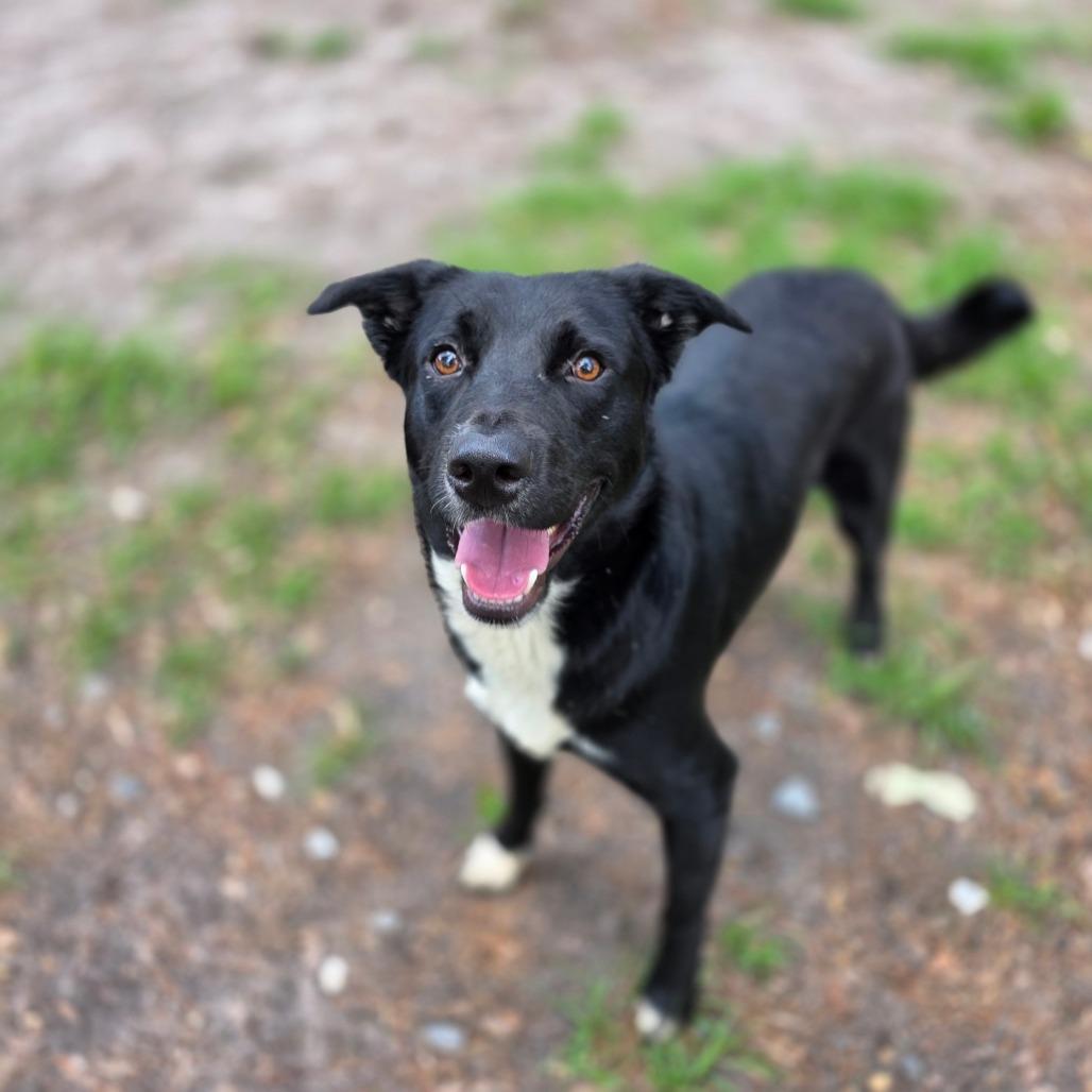 Barkley, Adoptable, Adult Male Shepherd & Black Labrador Retriever.