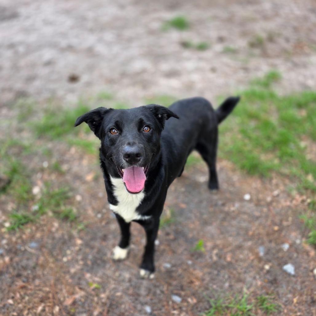 Enlarge Barkley, a Adoptable mixed breed in Valdosta , GA image 2/5