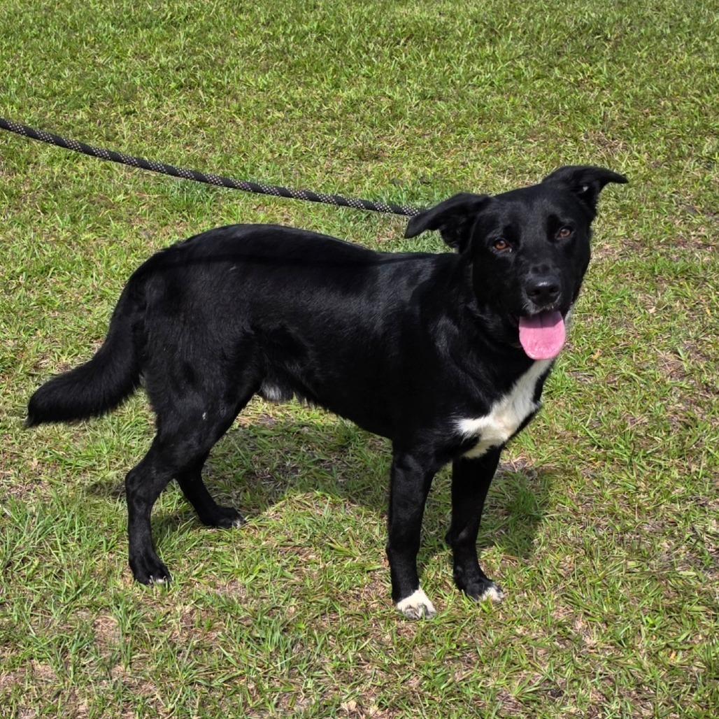 Enlarge Barkley, a Adoptable mixed breed in Valdosta , GA image 3/5