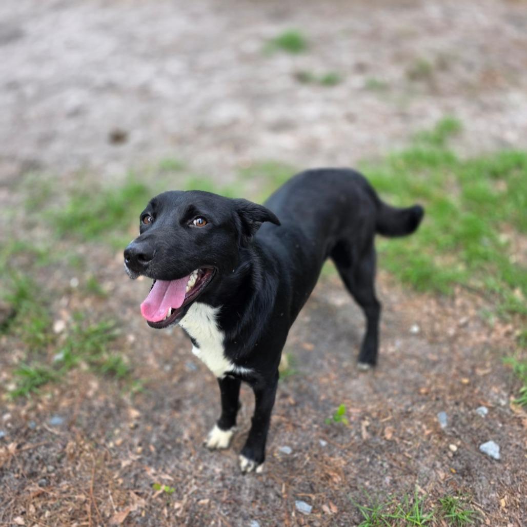Enlarge Barkley, a Adoptable mixed breed in Valdosta , GA image 4/5