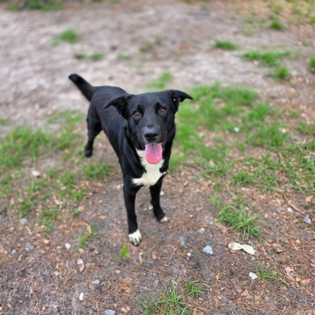 Enlarge Barkley, a Adoptable mixed breed in Valdosta , GA image 5/5