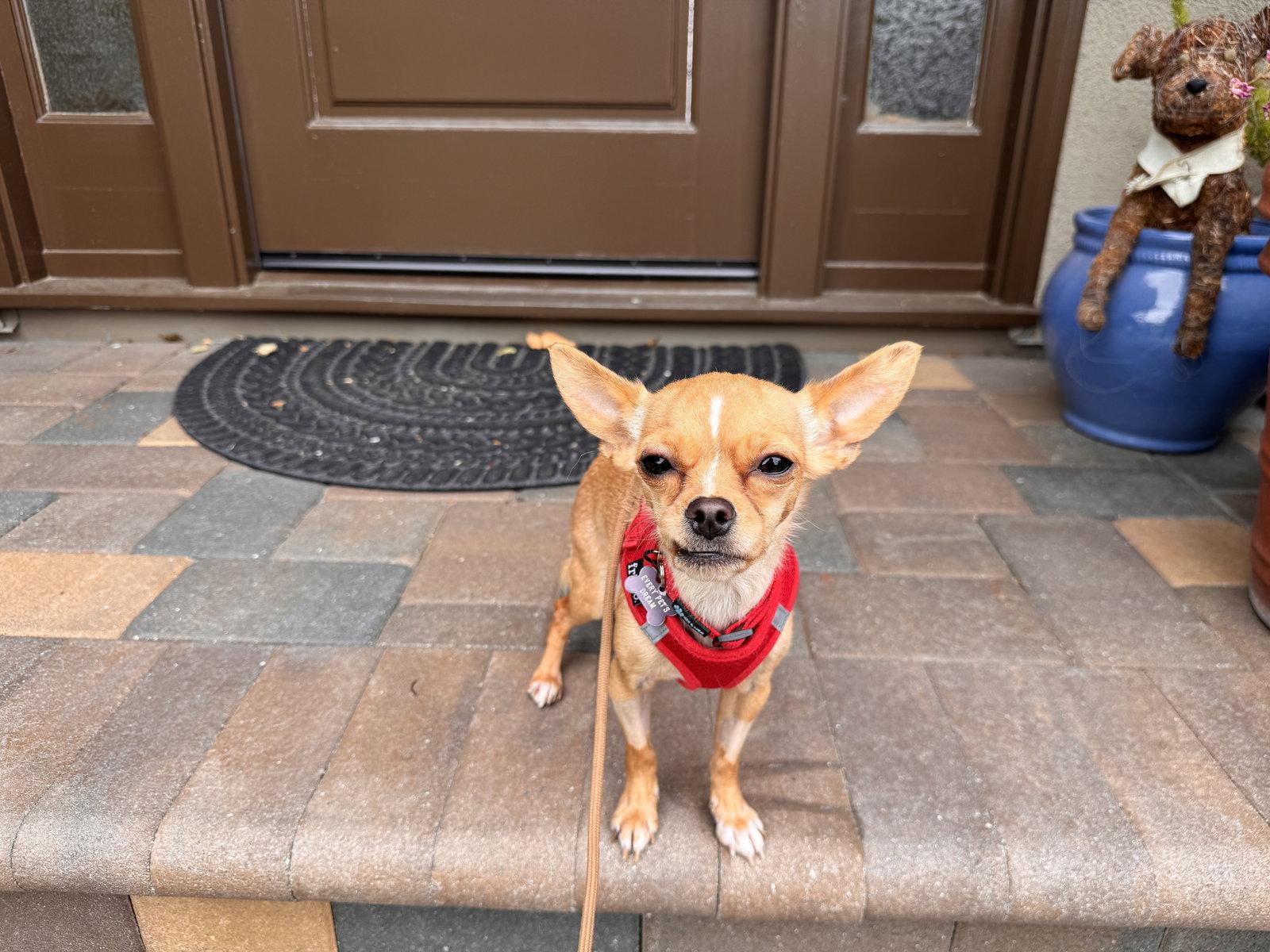 Tiny, Adoptable, Adult Female Chihuahua.