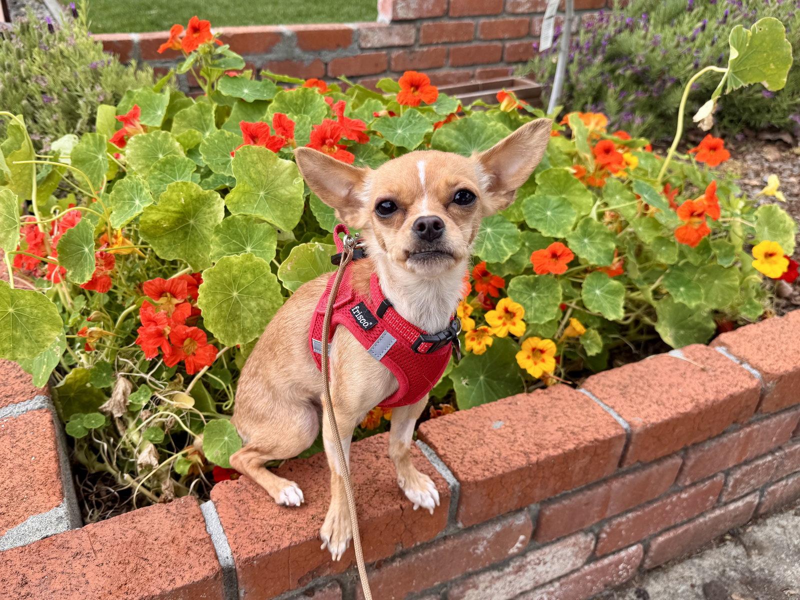 Enlarge Tiny, a Adoptable Chihuahua in Santa Clara, CA image 2/3