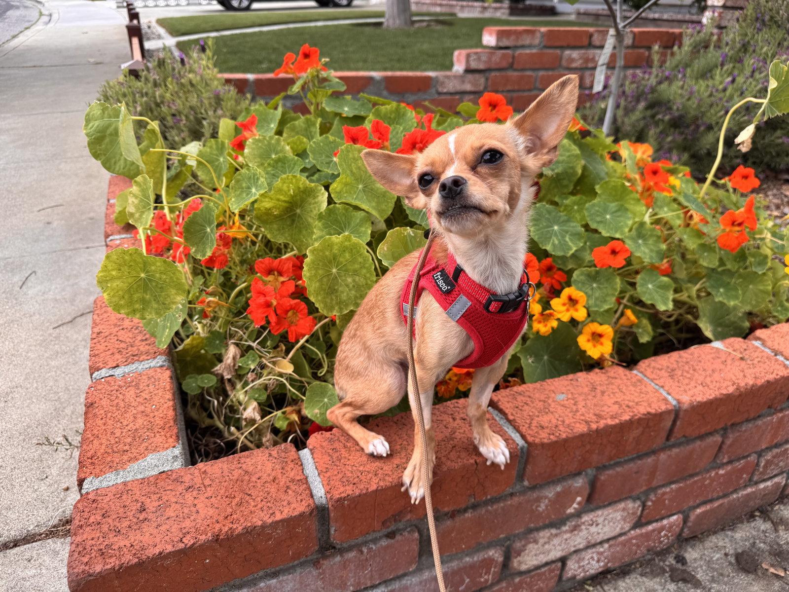 Enlarge Tiny, a Adoptable Chihuahua in Santa Clara, CA image 3/3