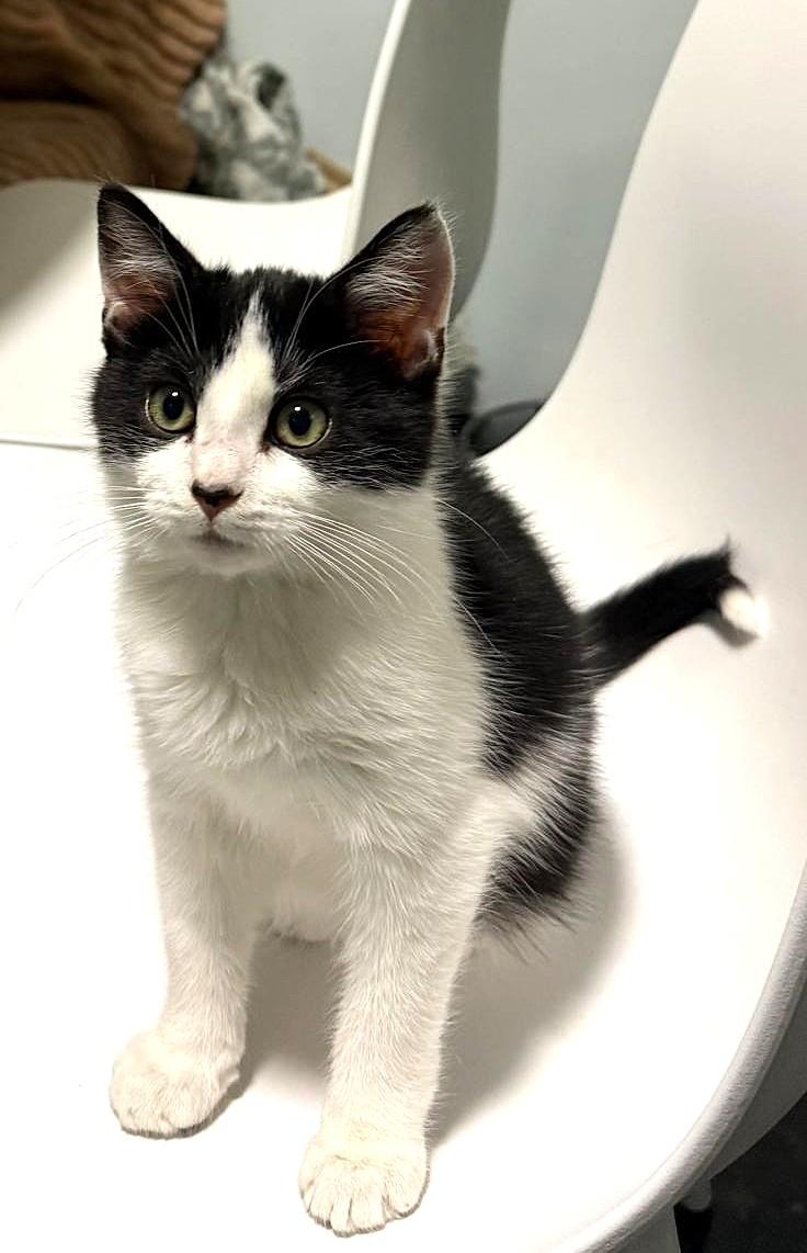 Zorro, adopted, Kitten Male Domestic Short Hair.