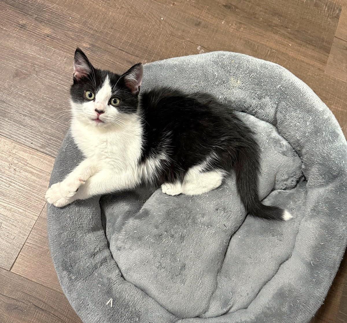 Zorro, an adopted Domestic Short Hair in Brooklyn, NY image 2/2