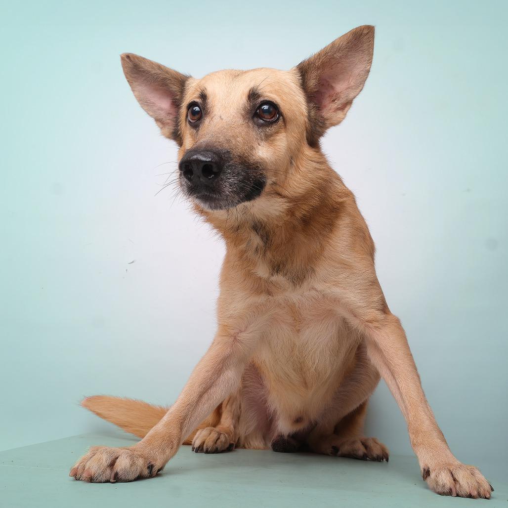 Maximo C, Adoptable, Adult Male Mixed Breed.