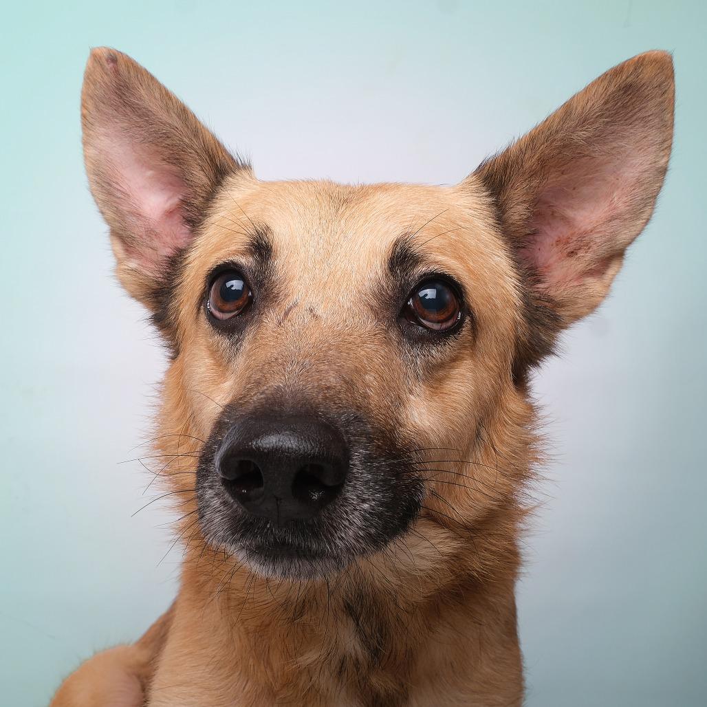 Enlarge Maximo C, a Adoptable Mixed Breed in Guaynabo, PR image 2/2