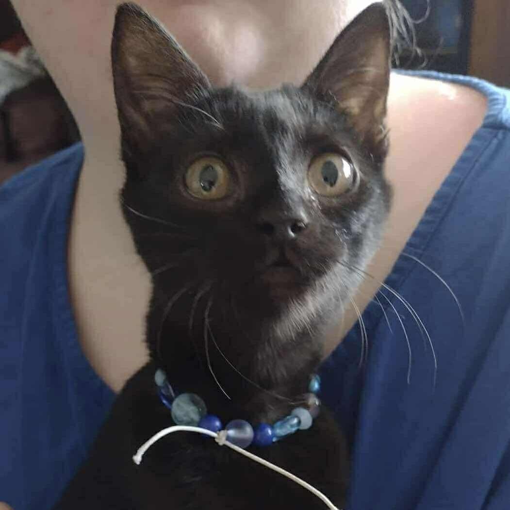 Bluey, a Adoptable Domestic Short Hair in Yukon, OK image 2/3