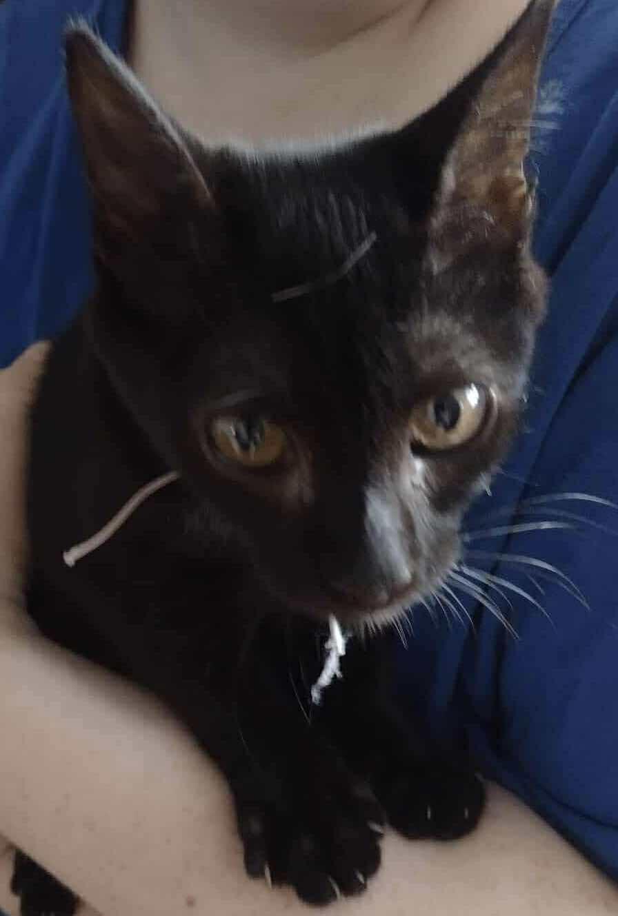 Bluey, a Adoptable Domestic Short Hair in Yukon, OK image 3/3