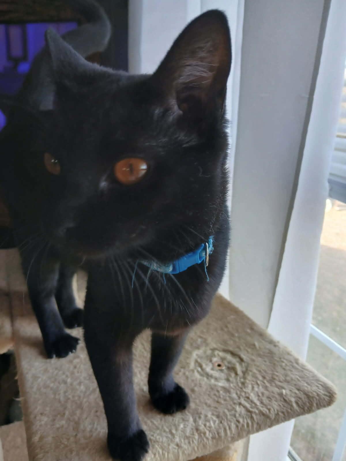 Enlarge Bluey, a Adoptable Domestic Short Hair in Yukon, OK image 3/6