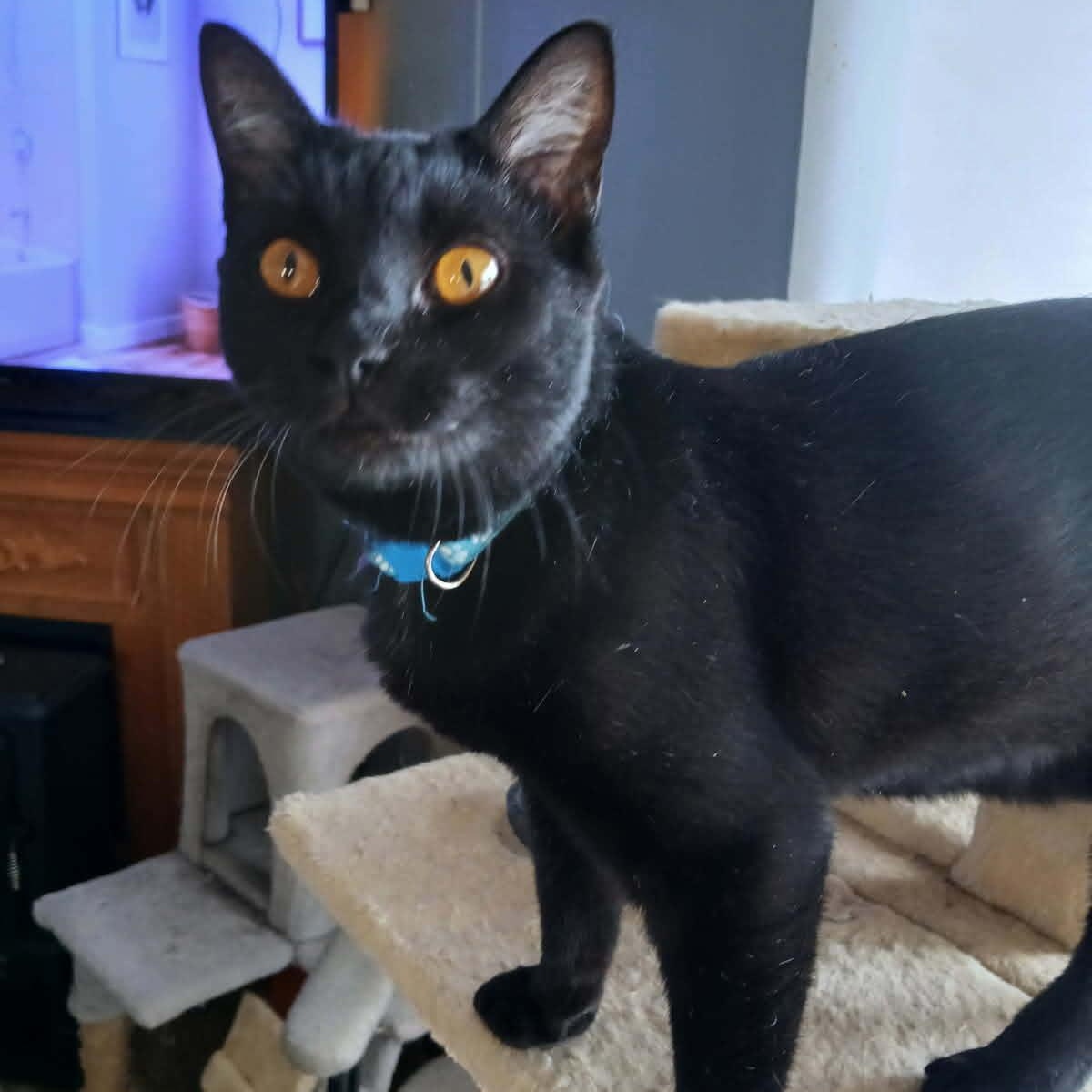 Enlarge Bluey, a Adoptable Domestic Short Hair in Yukon, OK image 2/6