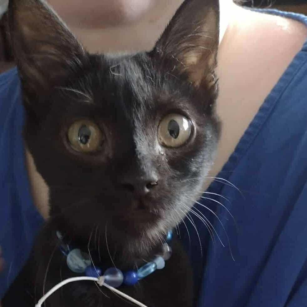 Bluey, a Adoptable Domestic Short Hair in Yukon, OK image 1/3