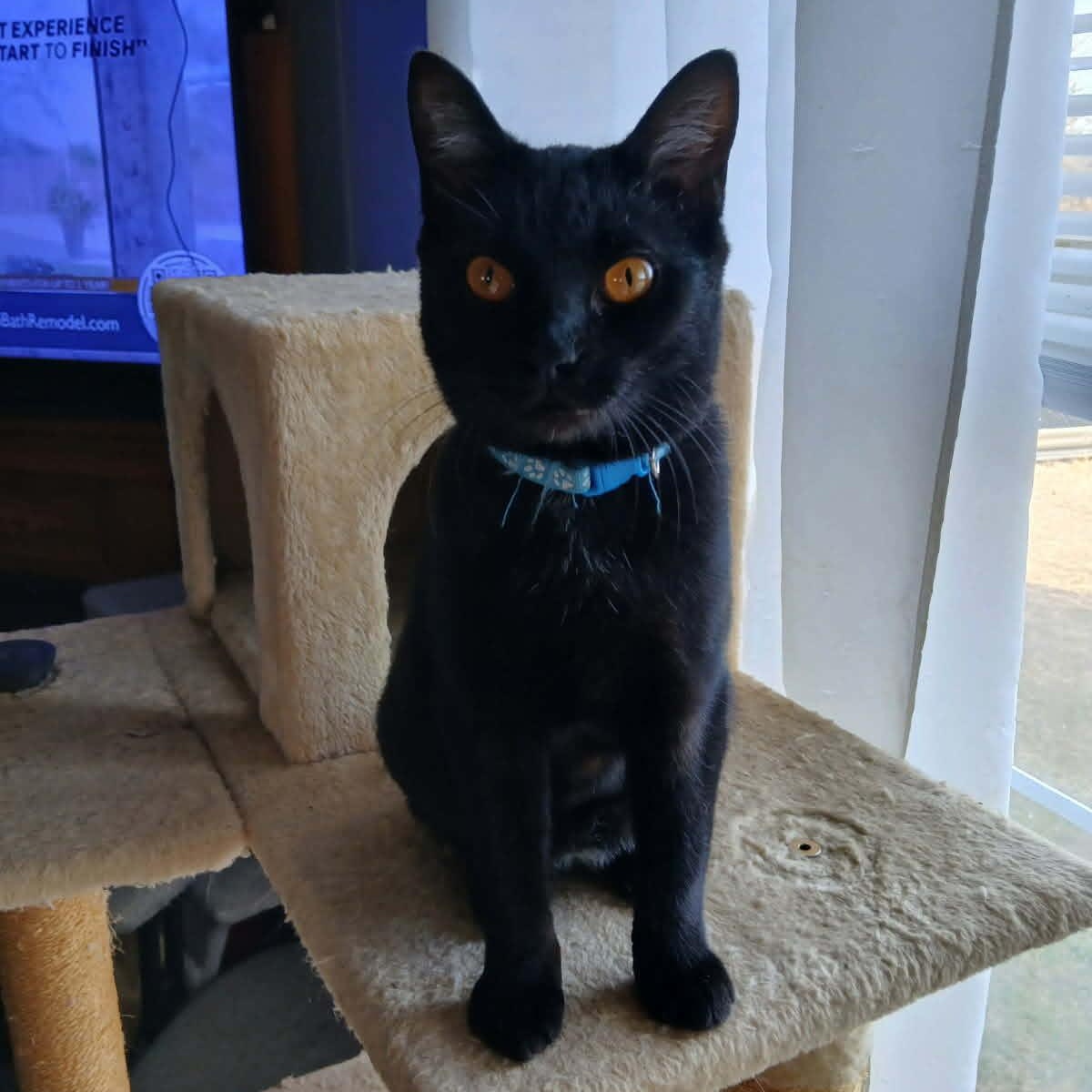 Bluey, Adoptable, Kitten Female Domestic Short Hair.