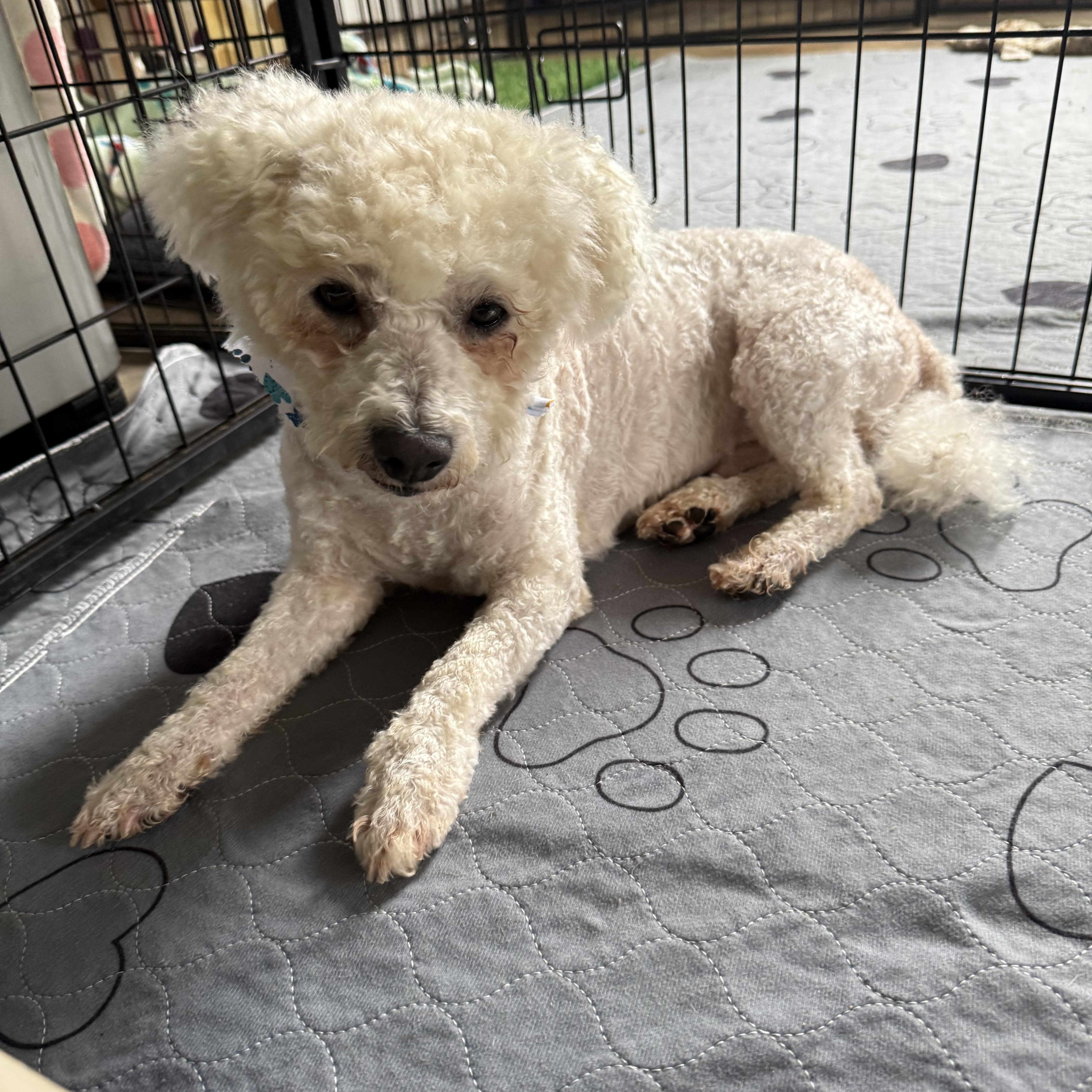 Tipton, a Adopted Bichon Frise in Kings Mountain, NC image 2/5
