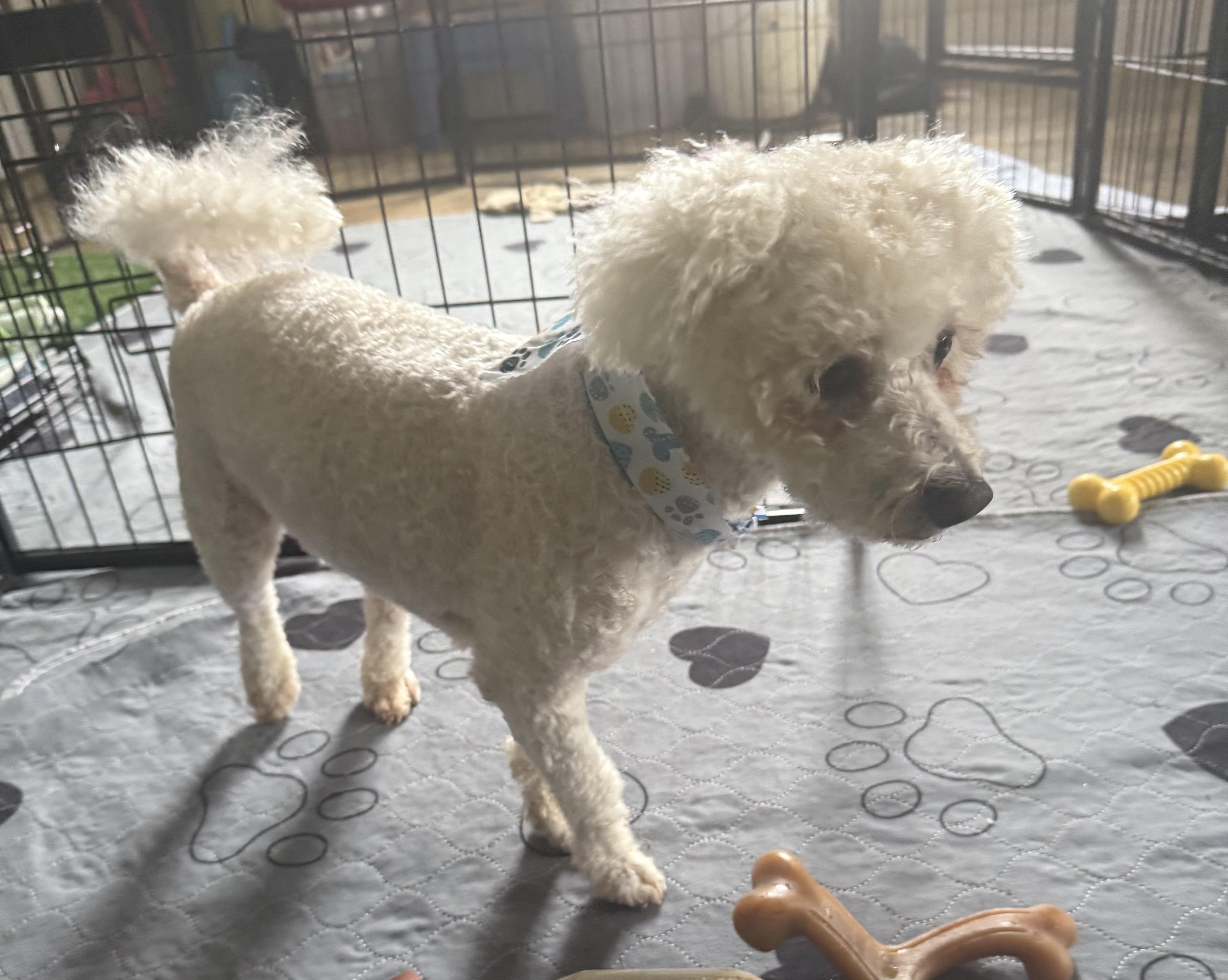 Tipton, a Adopted Bichon Frise in Kings Mountain, NC image 3/5