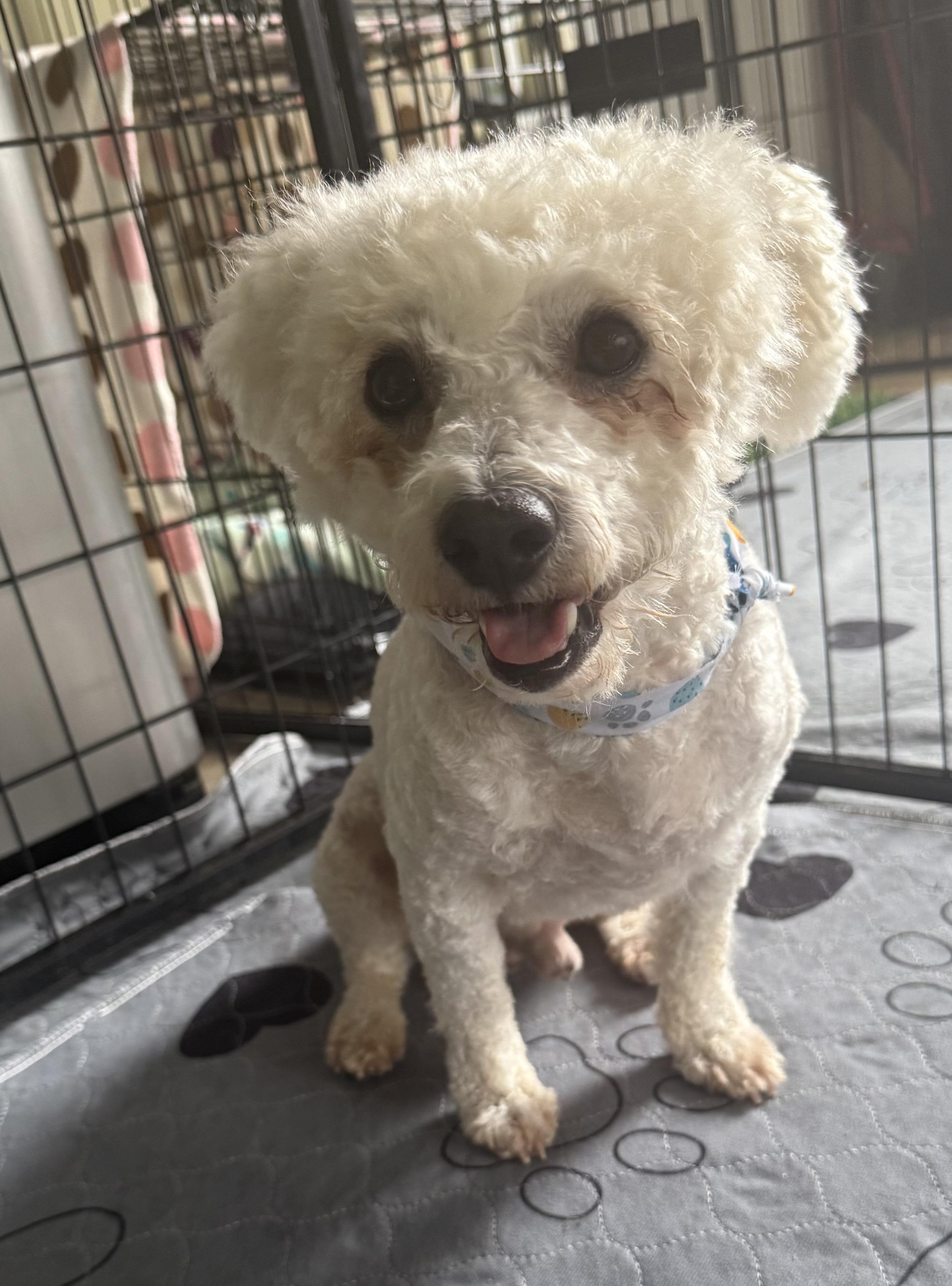 Tipton, a Adopted Bichon Frise in Kings Mountain, NC image 4/5