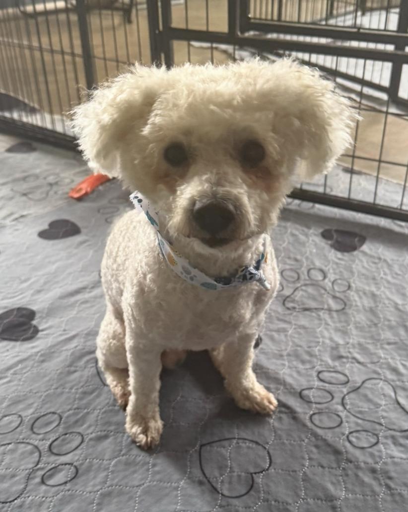 Tipton, a Adopted Bichon Frise in Kings Mountain, NC image 5/5