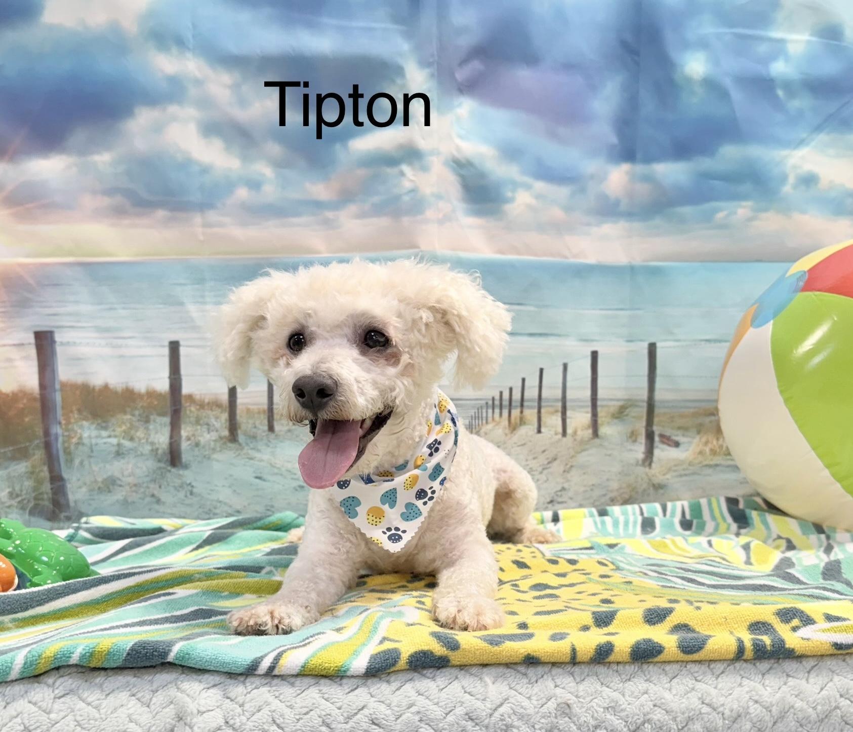 Tipton, a Adopted Bichon Frise in Kings Mountain, NC image 1/5