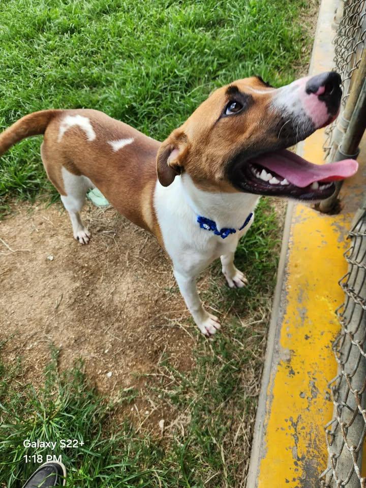 Bridget Pit Bull Terrier Dog