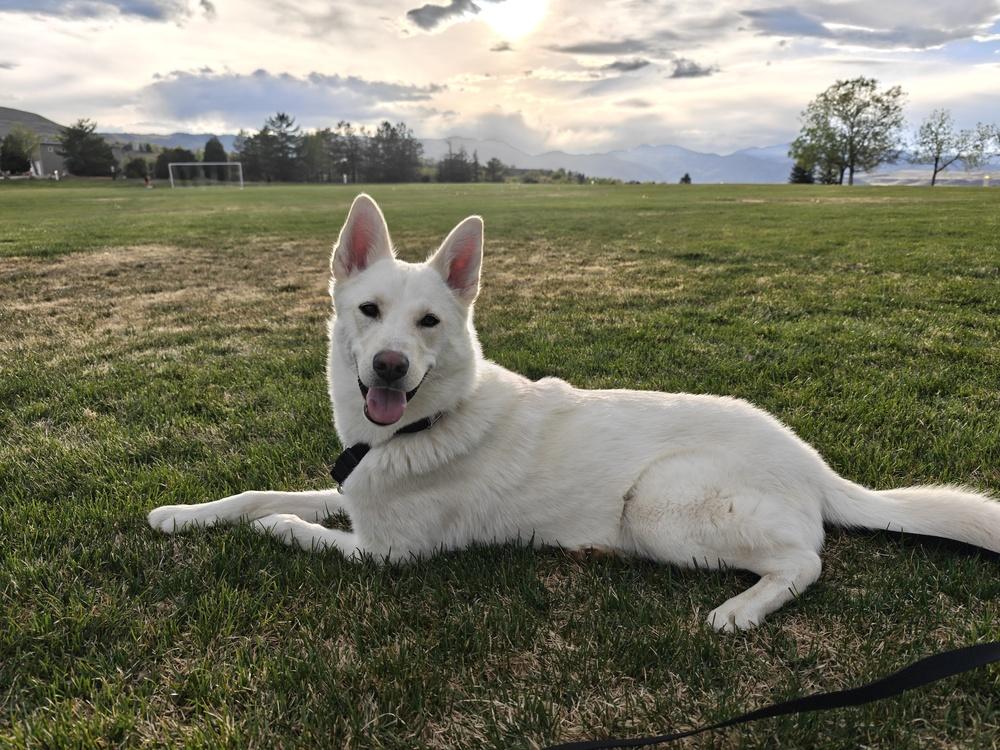 Enlarge JOSIE, a Adoptable mixed breed in Broomfield, CO image 1/2