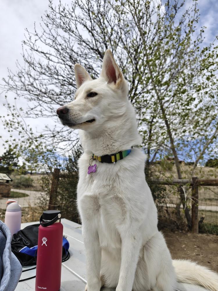 Enlarge JOSIE, a Adoptable mixed breed in Broomfield, CO image 2/2