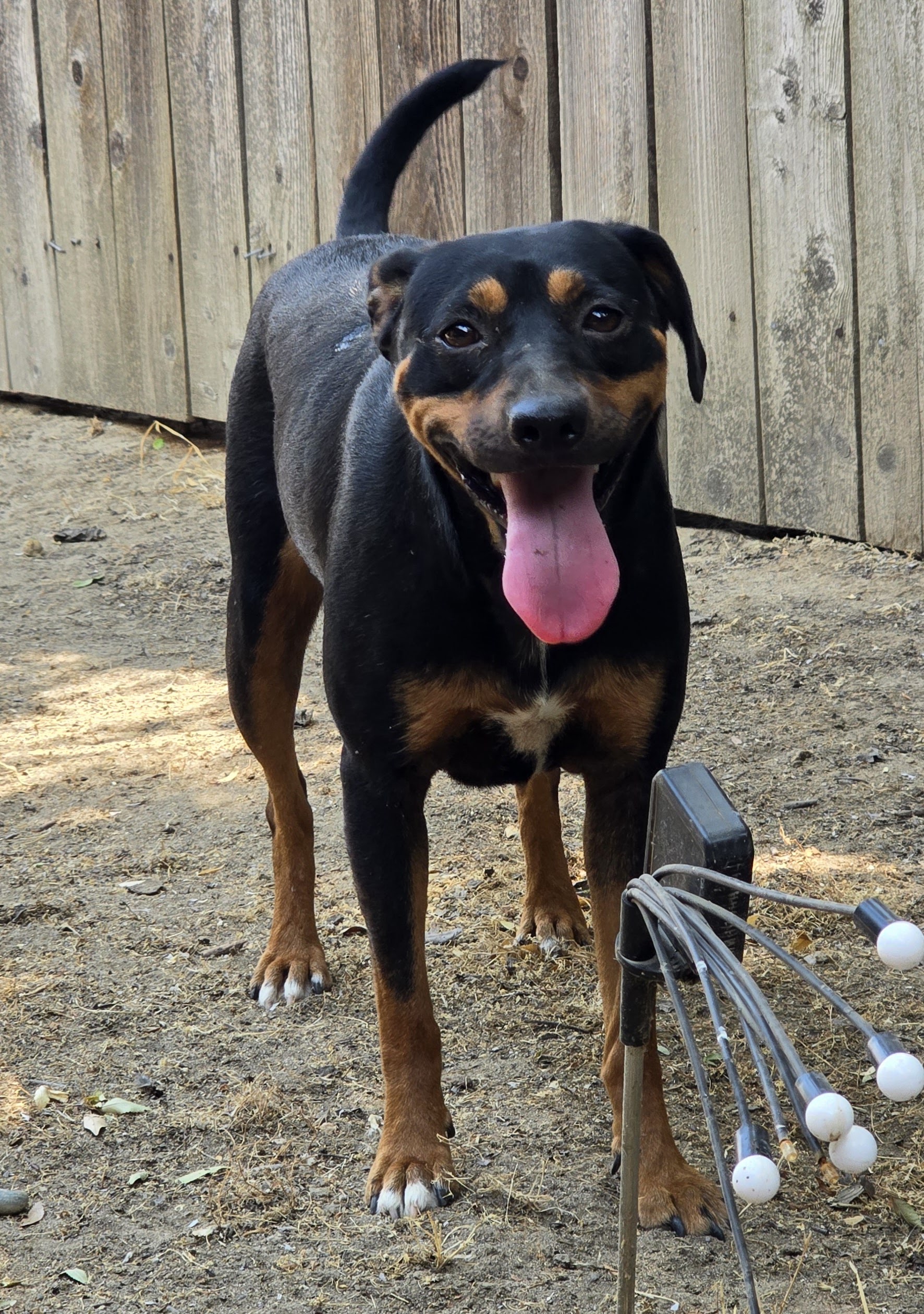 Enlarge Rue, a Adoptable mixed breed in Selma, CA image 1/3